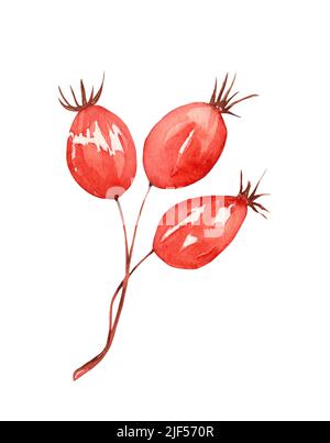 Aquarelle des branches et des baies d'automne. Design décoratif d'automne isolé sur fond blanc Banque D'Images