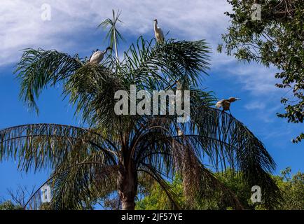 Oiseaux perchés sur un arbre à Sydney, Nouvelle-Galles du Sud, Australie (photo de Tara Chand Malhotra) Banque D'Images