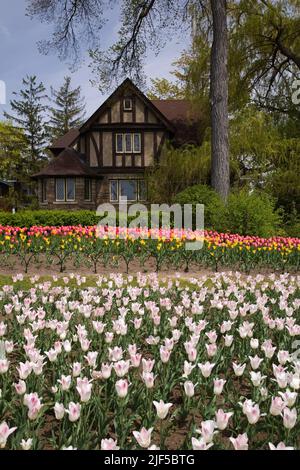 Tulipa - lit de fleurs de tulipe et ancienne maison à colombages le long de la promenade Queen Elizabeth au printemps, Ottawa (Ontario), Canada. Banque D'Images