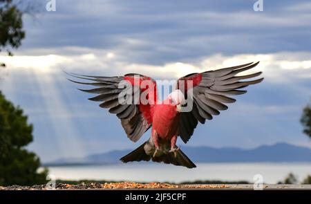 Oiseaux indigènes d'Australie. Une belle Galah en plein vol avec des ailes s'étaler. Banque D'Images