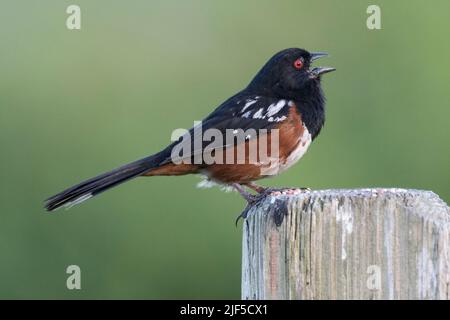 Un Towhee tacheté chante alors qu'il est perché sur un poteau de ficepost où des graines d'oiseau ont été placées. Banque D'Images