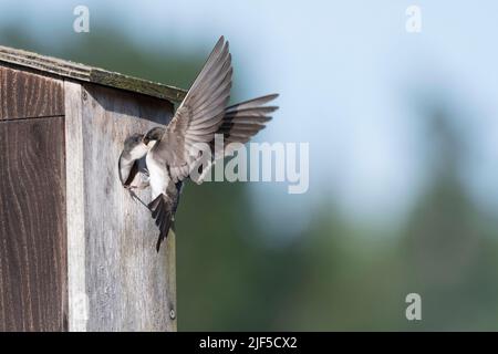 Un arbre Swallows nourrit sa faim nichée dans un parc dans l'État de Washington. Banque D'Images