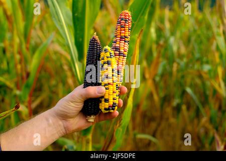 maïs coloré. Épis de maïs multicolore en mains sur fond de champ. Contrôle de la maturité du maïs. Épis de maïs de différentes couleurs. Sécurité alimentaire Banque D'Images