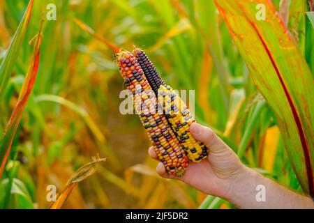 maïs coloré.fermier dans un champ de maïs récoltes. Contrôle de la maturité du maïs. Épis de maïs de différentes couleurs. Sécurité alimentaire Banque D'Images