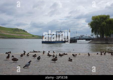 Ferry amarré au port de Bingen am Rhein. Porte d'entrée du Rhin moyen romantique en Rhénanie-Palatinat, Allemagne. Pigeons sur le sol, nuages dans le ciel. Banque D'Images