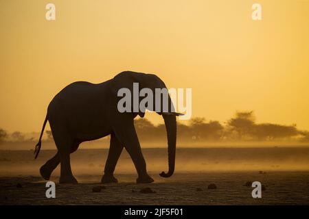 Éléphant d'Afrique (Loxodonta africana) à un trou d'eau au coucher du soleil en silhouette Banque D'Images