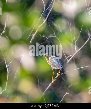 Un GreenHeron juvénile dans les buissons par un marais Banque D'Images