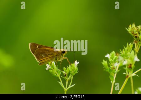 Papillon skipper. Parnara guttata, le rapide droit commun, est un papillon de la famille des Hesperiidae. Il se trouve dans le Royaume Indomalayan, Banque D'Images