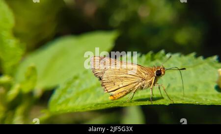 Beau papillon jaune assis sur la feuille verte Potanthus omaha, communément connu sous le nom de dart inférieur, est une espèce de papillons de skipper. Banque D'Images