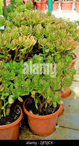 De belles plantes de cotyledon orbiculata dans un pot de jardin de pépinière communément connu sous le nom de cochons ou de chiens d'oreille ou de moût de nombril à feuilles rondes. Décoratif ou ornemental Banque D'Images