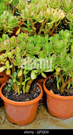 De belles plantes de cotyledon orbiculata dans un pot de jardin de pépinière communément connu sous le nom de cochons ou de chiens d'oreille ou de moût de nombril à feuilles rondes. Décoratif ou ornemental Banque D'Images