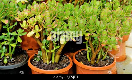 De belles plantes de cotyledon orbiculata dans un pot de jardin de pépinière communément connu sous le nom de cochons ou de chiens d'oreille ou de moût de nombril à feuilles rondes. Décoratif ou ornemental Banque D'Images