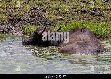 Le buffle d'eau (Bubalus bubalis), également appelé buffle d'eau domestique ou buffle d'eau asiatique. Banque D'Images