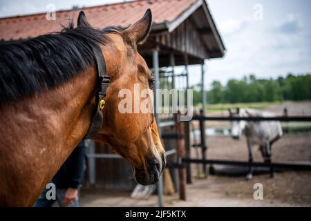 Ahausen, Allemagne. 08th juin 2022. Le cheval 'senator' porte un harnais avec un émetteur sur son cou qui contrôle l'équipement d'alimentation. La façon dont les chevaux sont gardés a changé considérablement au cours des 20 dernières années. (À dpa: L'élevage de chevaux se concentre de plus en plus sur le bien-être animal) Credit: Sina Schuldt/dpa/Alay Live News Banque D'Images