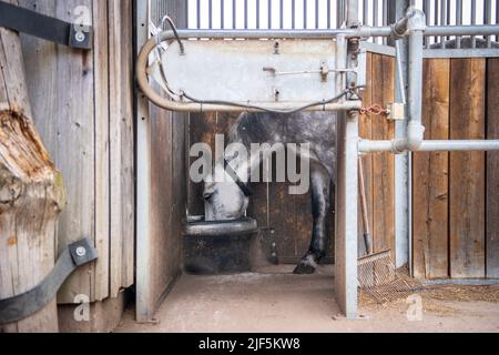 Ahausen, Allemagne. 08th juin 2022. Un cheval se tient dans le système d'alimentation, qui est mis individuellement pour chaque cheval. La façon dont les chevaux sont gardés a changé considérablement au cours des 20 dernières années. (À dpa: L'élevage de chevaux se concentre de plus en plus sur le bien-être animal) Credit: Sina Schuldt/dpa/Alay Live News Banque D'Images