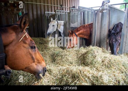 Ahausen, Allemagne. 08th juin 2022. Un cheval se tient dans un système d'alimentation qui est réglé individuellement pour chaque cheval. La garde des chevaux a considérablement changé au cours des 20 dernières années. (À dpa: L'élevage de chevaux se concentre de plus en plus sur le bien-être animal) Credit: Sina Schuldt/dpa/Alay Live News Banque D'Images