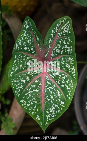 mise au point sélective à partir de la photo en gros plan des feuilles de plantes ornementales au caladium Banque D'Images
