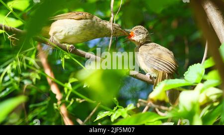 L'oiseau nourrit la nourriture dans le bec de l'oiseau de bébé, Bulbul à oreilles de Streak (Pycnonotus blanfordi) sur un arbre avec des feuilles vertes naturelles en arrière-plan Banque D'Images