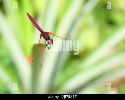 Libellule à lévelle cramoisi ou Trithemis aurora sur une feuille d'ananas, belle libellule rose avec un œil rouge, insecte Predator sur un bac vert naturel Banque D'Images