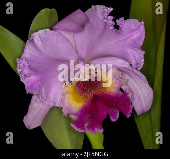 Grande fleur spectaculaire mauve/rose parfumée d'orchidée RLC (Dream Trader x Burdekin Heights) avec gorge jaune vif et rouge, sur fond sombre Banque D'Images