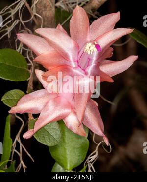 Spectaculaire abricot / fleur rose et feuilles vertes de cactus de Noël, Schlumbergera truncata 'sanibel', une plante épiphytique, plante d'intérieur populaire Banque D'Images