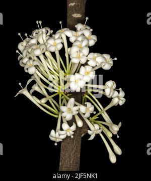 Groupe de fleurs blanches parfumées de Phaleria clerodendron, Daphné parfumée, germe du tronc de cet arbre de la forêt vierge australienne Banque D'Images