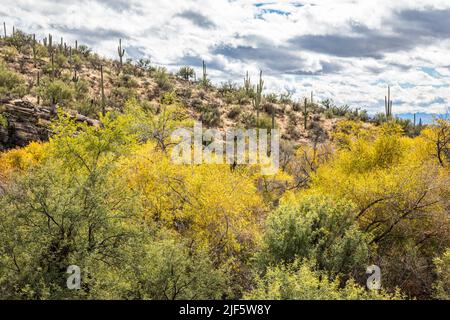 Arbres montrant leurs couleurs d'automne autour de Sabino Creek, dans la zone de loisirs de Sabino Canyon, en décembre, Arizona. Banque D'Images