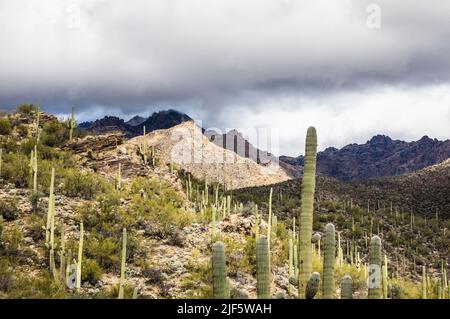 Sabino Canyon Recreation Area à l'extérieur de Tuscon, Arizona, lors d'une journée de tempête. Banque D'Images