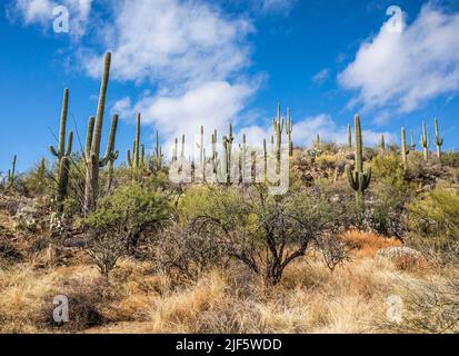 Une colline couverte de plantes du désert et de cactus Saguaro dans la zone de loisirs de Sabino Canyon, Arizona. Banque D'Images