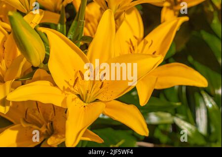 Lys jaunes. La fleur d'un nénuphar jaune qui grandit dans un jardin d'été. Lys hybrides asiatiques jaunes. Concept de jardinage, personne, flou, foc sélectif Banque D'Images