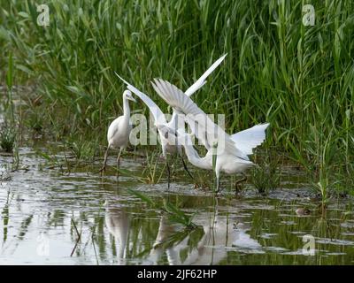 Little Egret Egretta garzetta nourrissant jeune à part Titchwell RSPB Reserve Norfolk Banque D'Images
