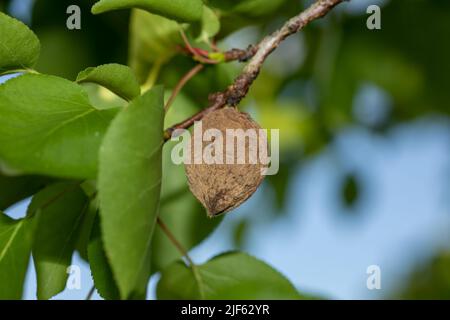 Abricot pourri sur la branche de l'arbre fruitier, infestation Monilia laxa (Monilinia laxa), maladie végétale Banque D'Images
