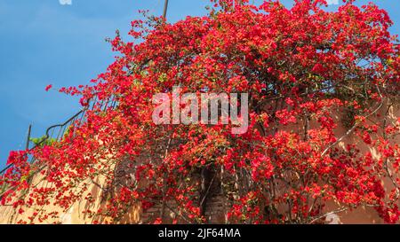 Fleurs de bougainvilliers dans la rue du quartier de Trastevere à Rome, Italie, Europe. Banque D'Images