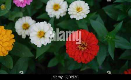 Fleurs jaunes blanches rouges sur un lit de jardin vert en été Banque D'Images