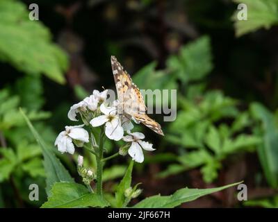 Une dame peinte (Vanessa cardui) butterfly se nourrissant d'une fleur blanche d'honnêteté Banque D'Images