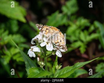 Une dame peinte (Vanessa cardui) butterfly se nourrissant d'une fleur blanche d'honnêteté Banque D'Images