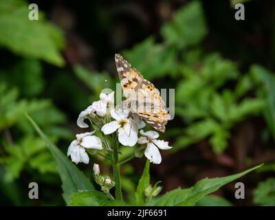 Une dame peinte (Vanessa cardui) butterfly se nourrissant d'une fleur blanche d'honnêteté Banque D'Images