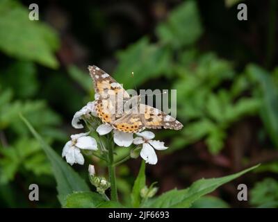 Une dame peinte (Vanessa cardui) butterfly se nourrissant d'une fleur blanche d'honnêteté Banque D'Images