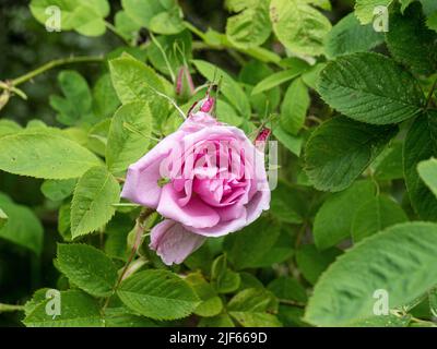 Un gros plan de la fleur rose de Rosa damascena 'Quatro Saissonss' contre le feuillage vert vif. Banque D'Images