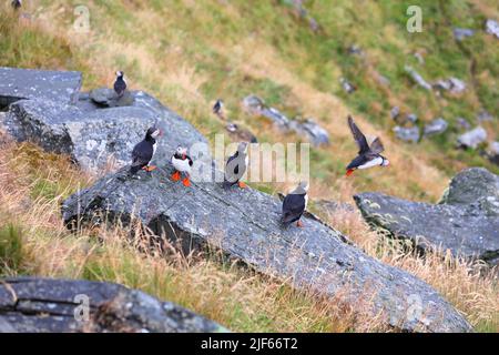 Puffin oiseaux en Norvège temps pluvieux. Observation des oiseaux sur l'île de Runde. Espèce d'oiseaux marins de la macareux de l'Atlantique (Fratercula arctica). Banque D'Images