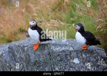 Puffin oiseaux en Norvège temps pluvieux. Observation des oiseaux sur l'île de Runde. Espèce d'oiseaux marins de la macareux de l'Atlantique (Fratercula arctica). Banque D'Images