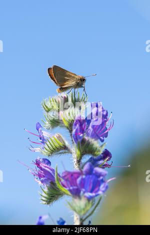 Petit papillon de skipper (Thymelicus sylvestris) sur un pic de fleur de bugloss vipers pendant juin, craie Downs habitat, Hampshire, Angleterre, Royaume-Uni Banque D'Images