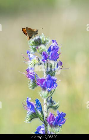 Petit papillon de skipper (Thymelicus sylvestris) sur un pic de fleur de bugloss vipers pendant juin, craie Downs habitat, Hampshire, Angleterre, Royaume-Uni Banque D'Images