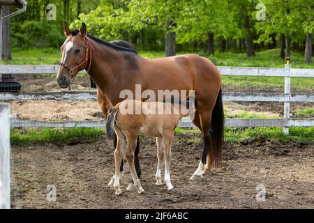 Une puériculture avec sa mère cheval dans un enclos. Banque D'Images