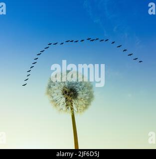 Tête de graines de pissenlit au lever du soleil avec un troupeau d'oies volant au-dessus de la tête. Banque D'Images