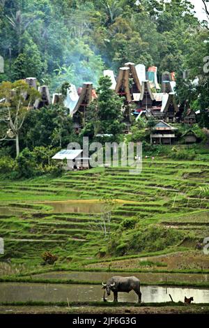 Un buffle d'eau debout sur une digue à un champ de riz, dans un fond de maisons traditionnelles de Toraja dans le village de Piongan, Toraja Nord, Sulawesi Sud, Indonésie. Banque D'Images