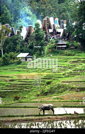 Un buffle d'eau debout sur une digue à un champ de riz, dans un fond de maisons traditionnelles de Toraja dans le village de Piongan, Toraja Nord, Sulawesi Sud, Indonésie. Banque D'Images