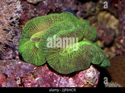 Corail à cerveau ouvert (Trachyphyllia geffroyi). Aquariumphoto. Banque D'Images