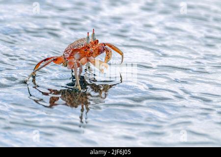 Crabe fantôme peint (Ocypode gaudichaudii) de la baie James, île de Santiago, Galapagos. Banque D'Images