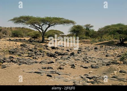 Au fond de la gorge d'Oldupai, Tanzanie Banque D'Images